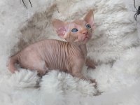 Özenle yetiştirilen sphynx yavrular