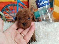 KORE IRK VE SAGLIK GARANTILI POODLE
