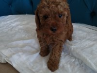 Red toy poodle