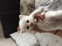 British shorthair - scottish fold kedimiz