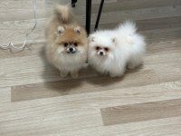 Ultra kalite ayı surat pomeranian boo