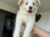 Safkan Border Collie Yavruları (eered border collie)