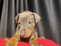 Nadir renk king doberman yavrular (estetikli)