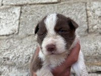 İki haftaya teslime hazır border collie yavrular