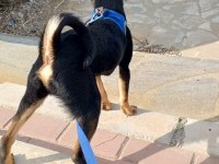 Yerinde duramayan chihuahua