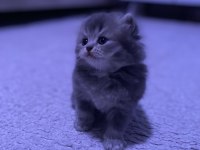 British Longhair
