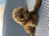 Tea Cup Ponçik Poodle