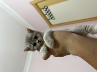 BAKIMLI CİNS KEDİLER