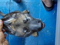 Tr De Tek Dulkenburn Köpeğimiz