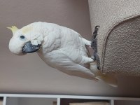 Ful Evcil Sülfür Kakadu