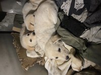 Minik bembeyaz golden retriever yavruları