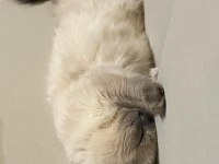8 aylık british longhair silver cinsi