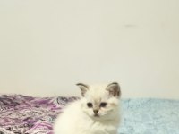 British Shorthair / Longhair Yavrular