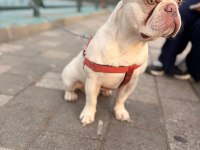 Safkan kaliteli fransız bulldog