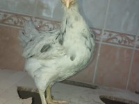9 adet 60 günlük cins tavuklar