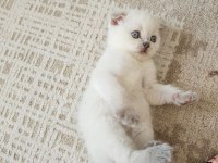 Scottish Fold Prenses Ve Prensesim
