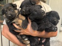 Alman Çoban Köpeği Showline