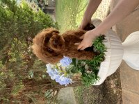 1 YAŞINDA DİŞİ KORE POODLE