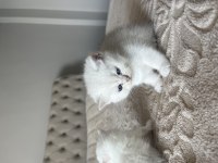 Mavi gözlü british shorthair yavru kediler