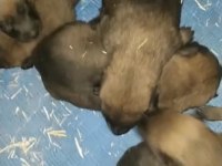 30 günlük Belçika malinois yavrular