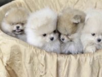 Pomeranian Boo Köpekleri