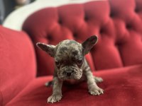 Merle French Bulldog