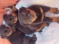Irk garantili rottweiler bebekler