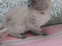 1 yaşında erkek british shorthair sahiplendirilecektir