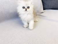 Safkan chinchilla silver prens