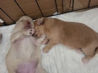 Yavru köpekler