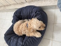 Köpeğimizin bütün bakımları aşıları yapılmıştır