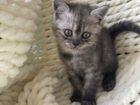 British Shorthair Yavru Kedim