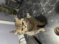 1 yaşında sağlıklı oyuncu yavru kedimiz