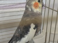 Çift sultan papağanı