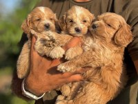 Maltipoo yavru köpeklerimiz