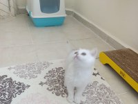 British shorthair beyaz