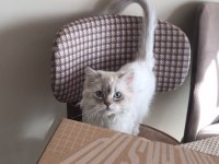British shorthair 8 aylık