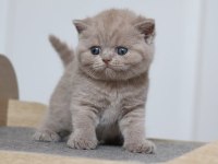 Latte Lilac british shorthair