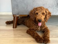 Toy poodle 4.5 aylık