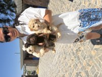 Lagotto yavrularım sağlık ve ırk garantilidir