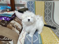 Kore maltese bebekler