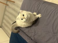 6 Aylık Erkek Safkan British Shorthair Colourpoint