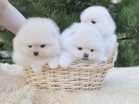 Boo Pomeranian Ayıcık Surat Yavrular 
