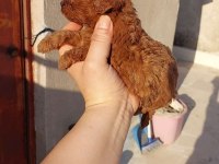 Dişi erkek poodle yavrular