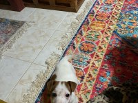 Bu hafta acil uygun dişi kısa bacak köpeğimiz