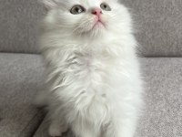 Kar Beyazı British Longhair Yavrum