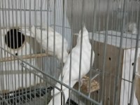 Albino takım eş sultan papağanı