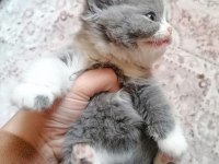 BRİTİSH SHORHAİR 4 BABALIK HAKKI