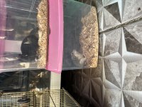 Ücretsiz Hamster Yavrular