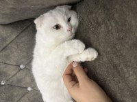 Scottish fold kedime yuva arıyorum